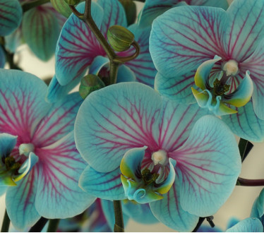 Редкие сорта орхидеи: 5 необычных видов. Попробуй найти!